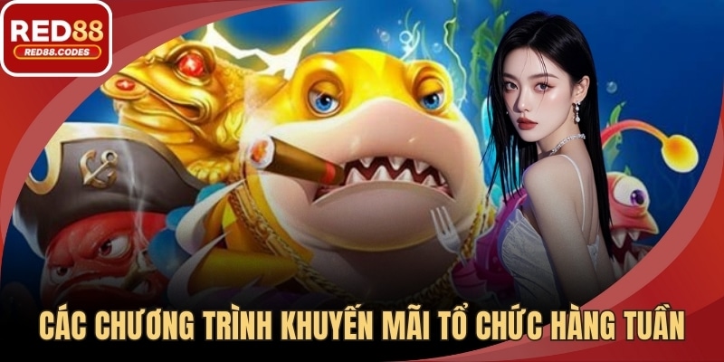 Các chương trình khuyến mãi được tổ chức hàng tuần